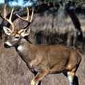 Firearms Deer Season Tops Totals from 2013
