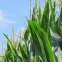 Farmers Keep the 2014 Bumper Crop in Perspective