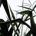Corn Farmers Working to Deal with 2014 Crop