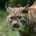 Lynx Hunting Bill Vetoed by Quinn