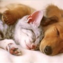 Livingston County Provides Relief for Pet Population Control