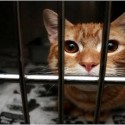 Discounted Rates for Outdoor Cat Population Control