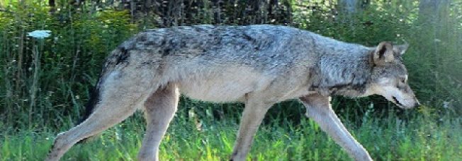 There Has Been Another Wolf-Sighting in Central Illinois