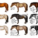 Annual Horse Auction Saturday