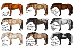 horse auction