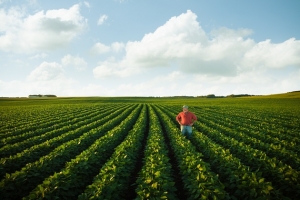 Illinois farmers made progress in planting soybeans over the last week. (Photo by Graphis)