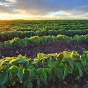 Soybean Production in Central Illinois Moves Up