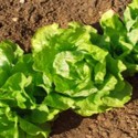 Illinois budget unsettlement worries state’s agriculture sector