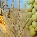 Illinois crops report in ‘excellent’ condition