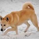 New Laws Protecting Pets