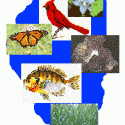 Here’s what’s happening in the State of Illinois