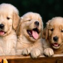 Dogs, cats and cars, OH MY!