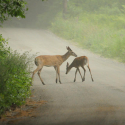 Ways to better avoid hitting deer with your vehicle