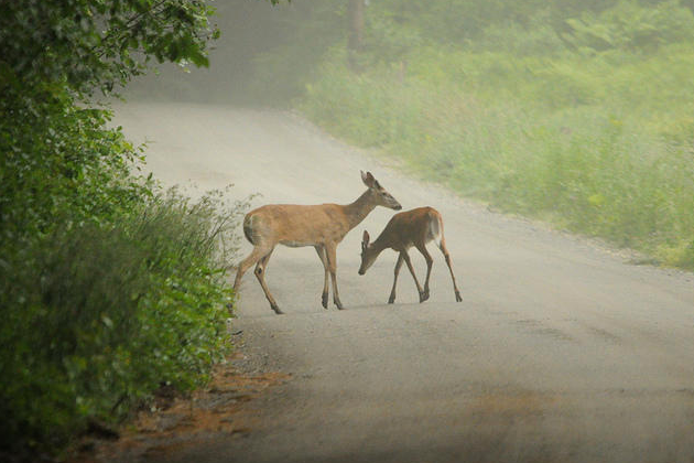 deer crossing sized