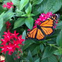 Monarch butterflies making a comeback