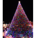Help light up the Humane Society Christmas tree