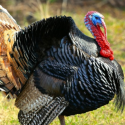 Jock Jibberish: Don’t be fooled when buying turkeys