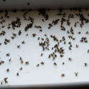 Tips to rid your home of gnats