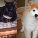 Cat’s Take: Who loves you more?