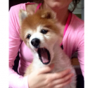Cat’s Chat: Be careful what you feed your furbaby