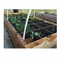 The perks of having a square foot garden