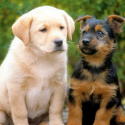 Cat’s Chat: Most popular dogs in the country