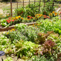 Master Gardeners offering assistance