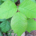 Tips to avoid poison ivy