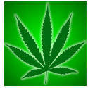 Adjusting to the changes with marijuana laws